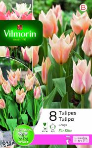 Tulipe Für Elise (x8)